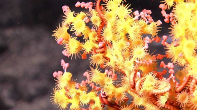 A red paragorgia bubblegum coral with yellow zoanthids and pinkish red brittle stars. Picture