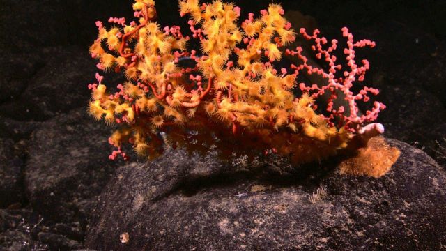 A red paragorgia bubblegum coral with yellow zoanthids and pinkish red brittle stars. Picture