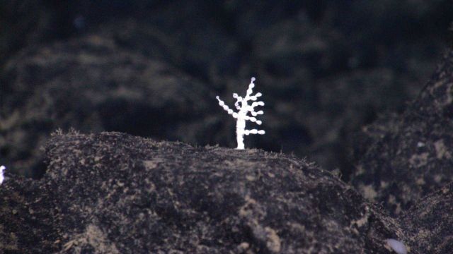 A small white coral Picture