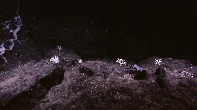 A forest of corals Picture