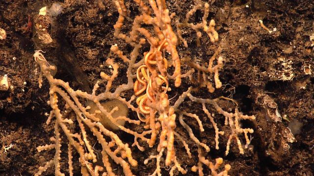A yellow coral with a large brittle star Picture
