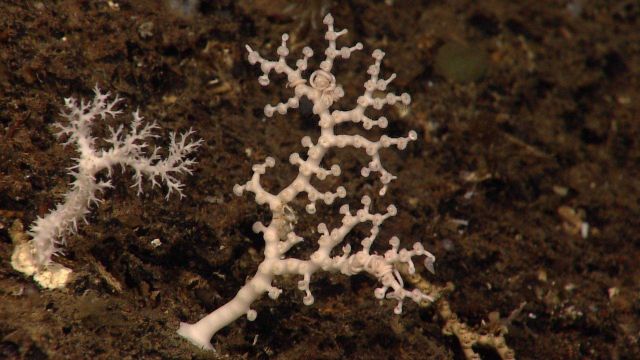 Two beautiful small white corals Picture