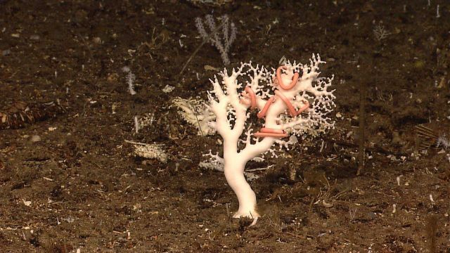 A beautiful white coral with a pink brittle star Picture