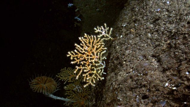 White octocoral with yellow polyps and a large yellow crinoid on a vertical wall . Picture
