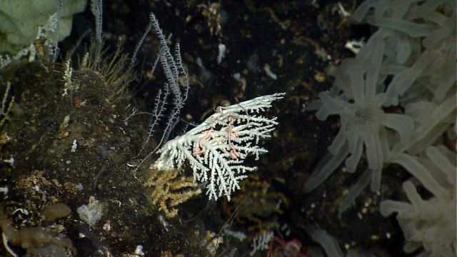 A white coral with a large pink brittle star Picture