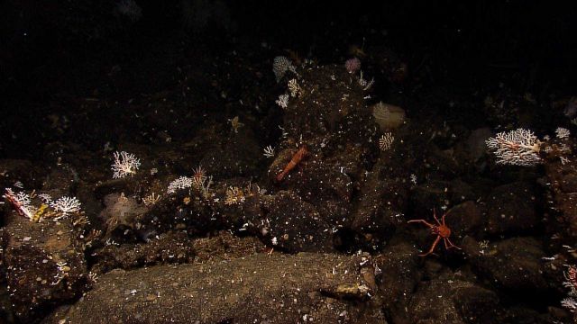 Many corals, a large shrimp, and a squat lobster. Picture