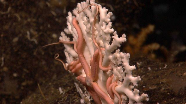 A white coral with a large pink brittle star. Picture