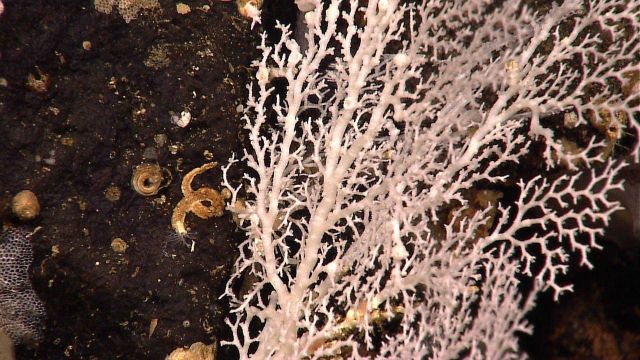 Large white stylaster ? coral with two large tubeworms. Picture