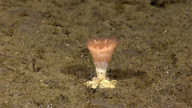 Solitary scleractinian cup coral Picture