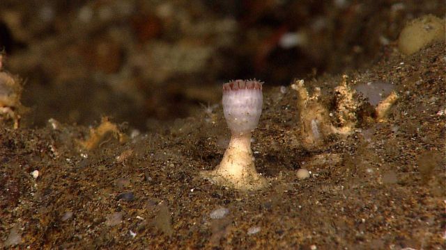 Solitary scleractinian cup coral Picture