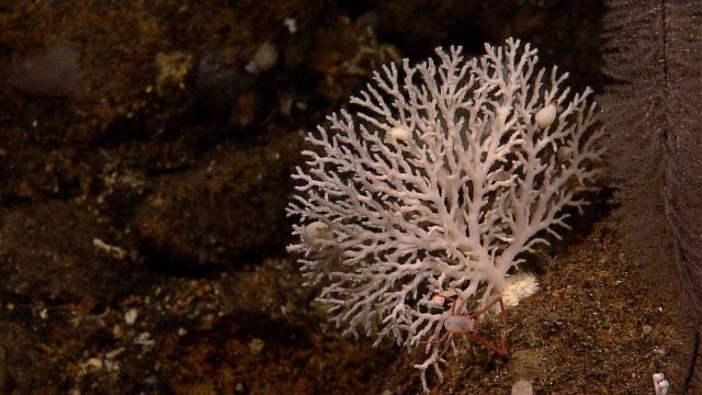 Delicate white stony coral with squat lobster at base and a white gastropod in its branches. Picture