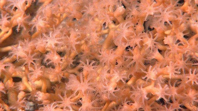 Cream-colored octocoral with polyps extended Picture