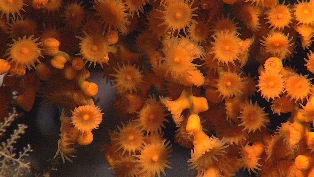 Yellow stony coral with polyps extended. Picture