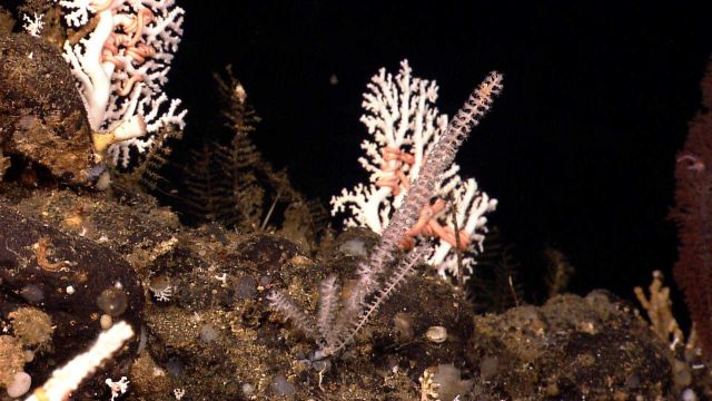 A variety of corals, sponges, brittle stars, tube worms, etc. Picture