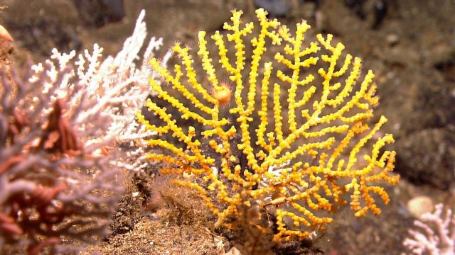 Yellow octocoral with a white stylaster coral in left background Picture