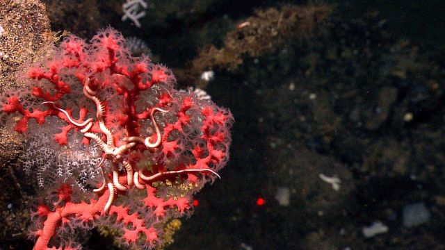 Red paragorgia bubblegum coral bush with polyps extended and large brittle star entwined in branches. Picture