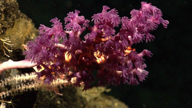 A white-stalked octoroal with large purple polyps and a large brittle star(s) entwined in its branches. Picture