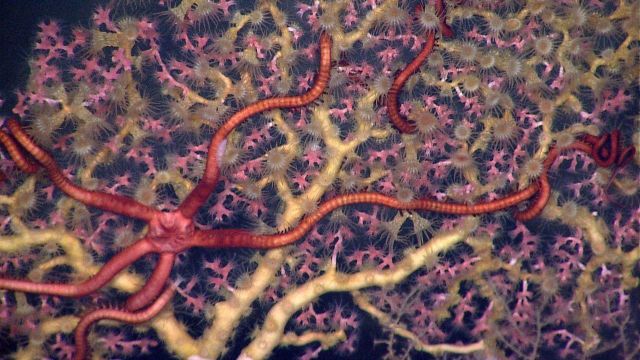 White octocoral with pink polyps colonized by zooanthids Picture