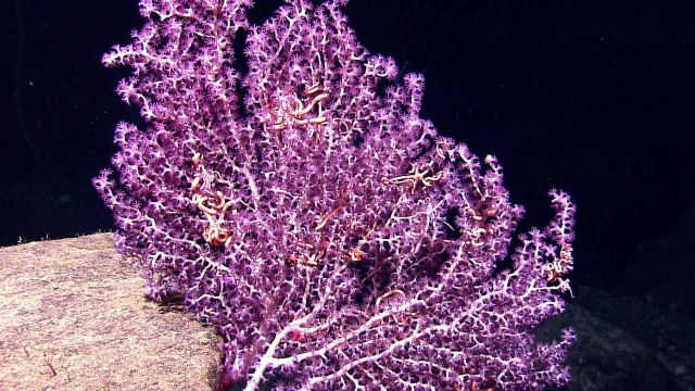 A white branched octocoral with stunning purple polyps and numerous brittle stars. Picture