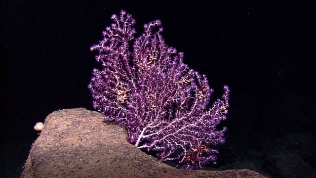 A white branched octocoral with stunning purple polyps and numerous brittle stars. Picture