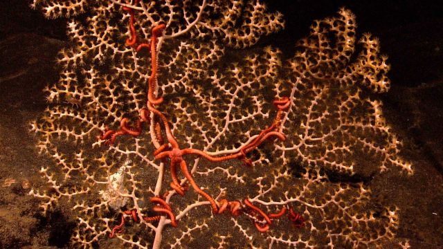 A white branched octocoral with yellow polyps extended and associated intertwined brittle stars. Picture