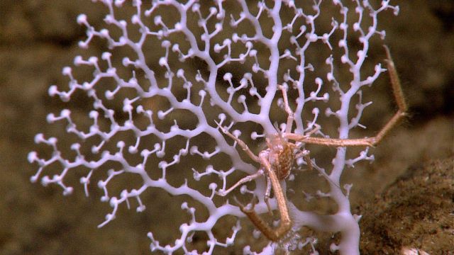 A white stony coral with delicate polyps extended and a squat lobster. Picture