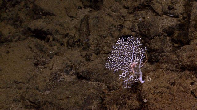 A white stony coral with a squat lobster on a rocky bottom. Picture