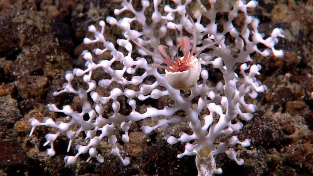 A white stony coral with delicate polyps extended and a pink hermit crab in a white shell. Picture
