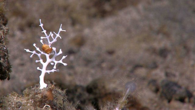 A white stony coral with delicate polyps extended and a translucent hermit crab in a gastropod shell. Picture