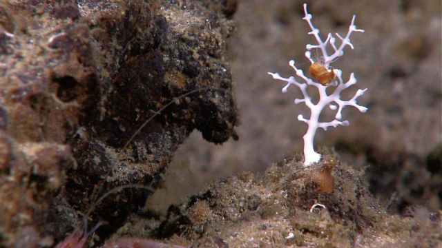 A white stony coral with delicate polyps extended and a translucent hermit crab in a gastropod shell Picture