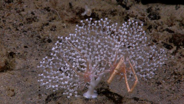 A white stony coral with two squat lobsters. Picture