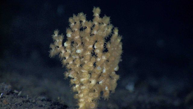 A white stony coral with yellow polyps extended. Picture