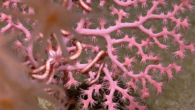 Pink octocoral with white lineations in branches and polyps extended Picture