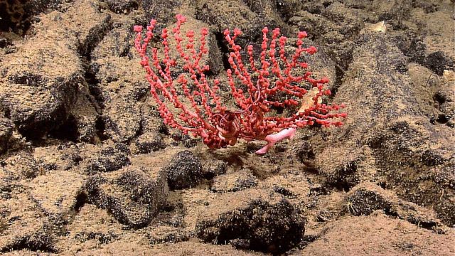 Red Paragorgia sp Picture