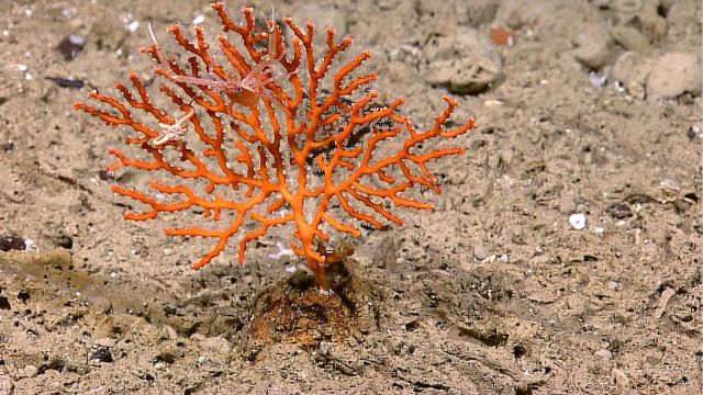 Closeup of red coral with white polyps extended Picture