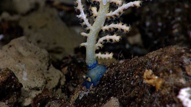 Oddly colored blue base of paramuricid coral with polyps extended. Picture
