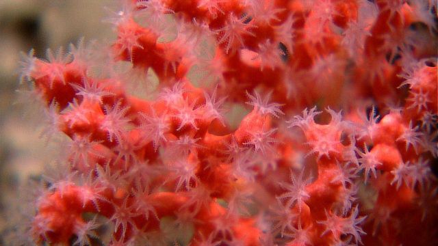 Red octocoral with translucent white polyps extended. Picture
