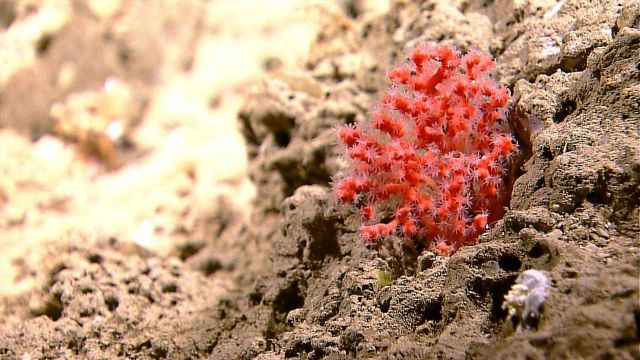 Red octocoral with translucent white polyps extended. Picture