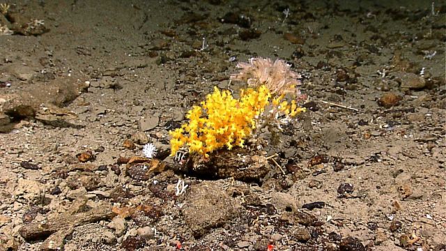 Yellow coral (madrepora sp.?) with polyps extended. Picture