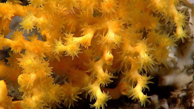 Yellow coral (madrepora sp.?) with polyps extended. Picture