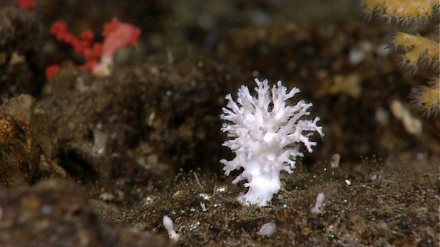 A small white stony coral. Picture
