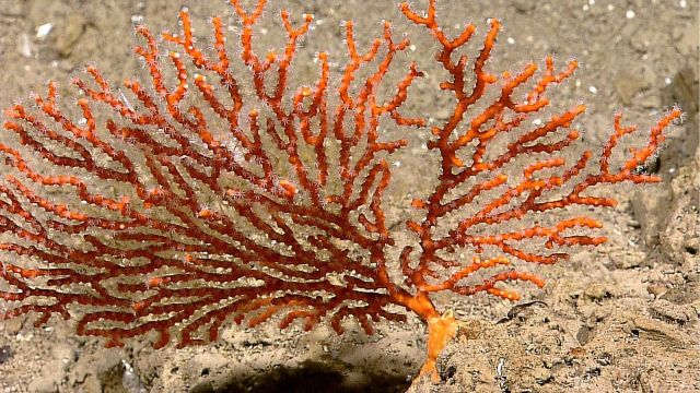 Red gorgonian octocoral with white polyps. Picture