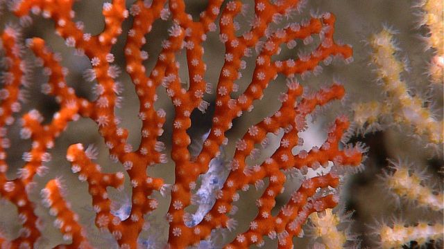 Closeup of red gorgonian octocoral with white polyps. Picture