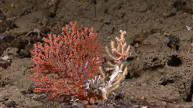 Red gorgonian octocoral with white polyps, a squat lobster, and a very small brittle star in its upper right Picture