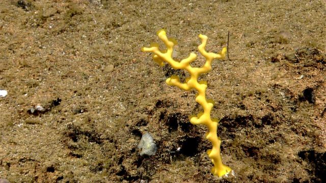 A small yellow Madrepora sp.? coral. Picture