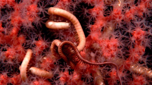 Closeup of a red octocoral with translucent polyps extended and a large brittle star. Picture