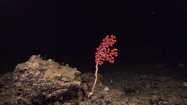 A small stalked red coral with polyps retracted. Picture