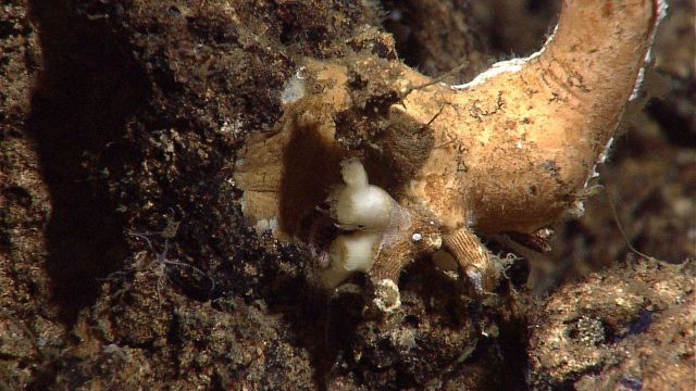 The base of a glass sponge. Picture