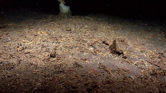 An area covered with coral debris that looks like segments of Madrepora sp Picture