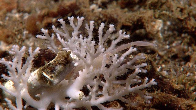 A small white stony coral with an associated white squat lobster. Picture